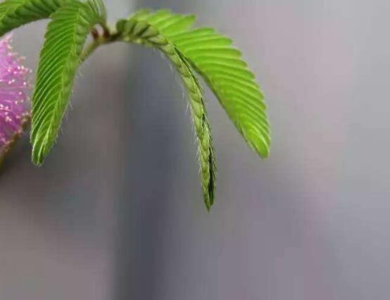 含羞草晚上會閉合嗎,會/屬于一種自然生長澎壓現象