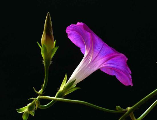 牽牛花有幾種顏色,不同品種不同顏色(花色豐富)