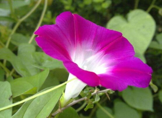 牽牛花有幾種顏色,不同品種不同顏色(花色豐富)