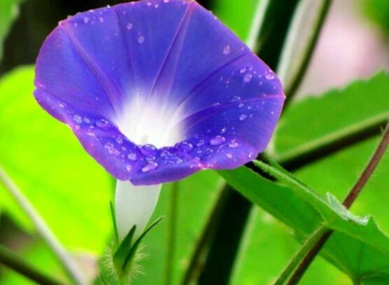 牽牛花有幾種顏色,不同品種不同顏色(花色豐富)