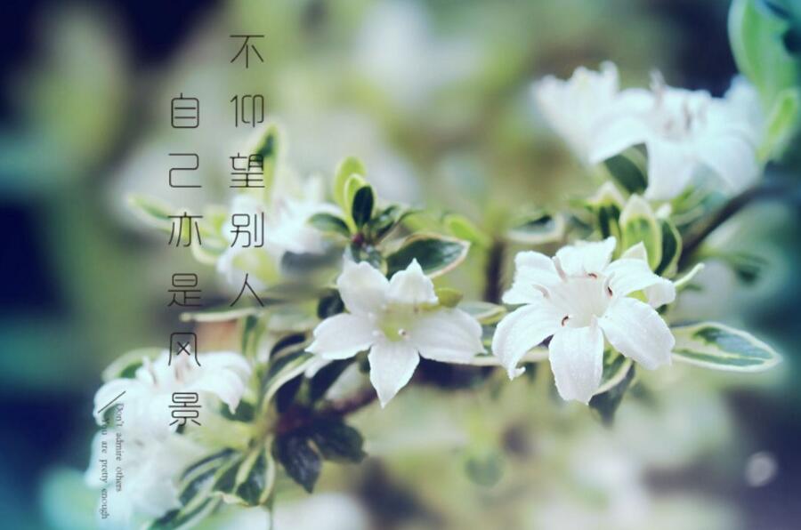 六月雪盆景為啥不吉利,其實是一種被人誤解的植物