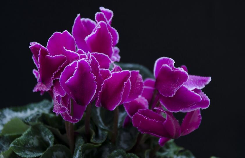 仙客來幾月份開花,集中在冬天這個季節開花