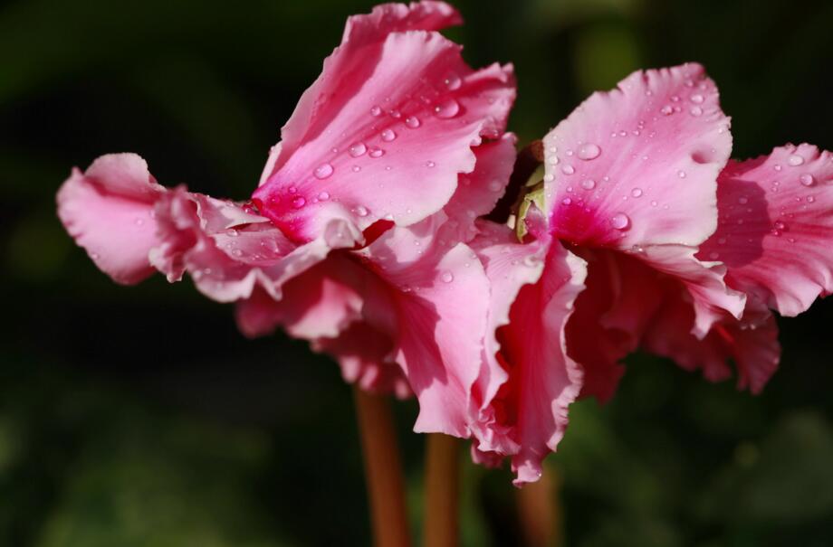 仙客來幾月份開花,集中在冬天這個季節開花