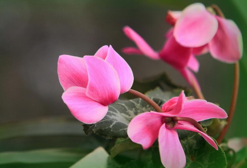 仙客來幾月份開花,集中在冬天這個季節開花