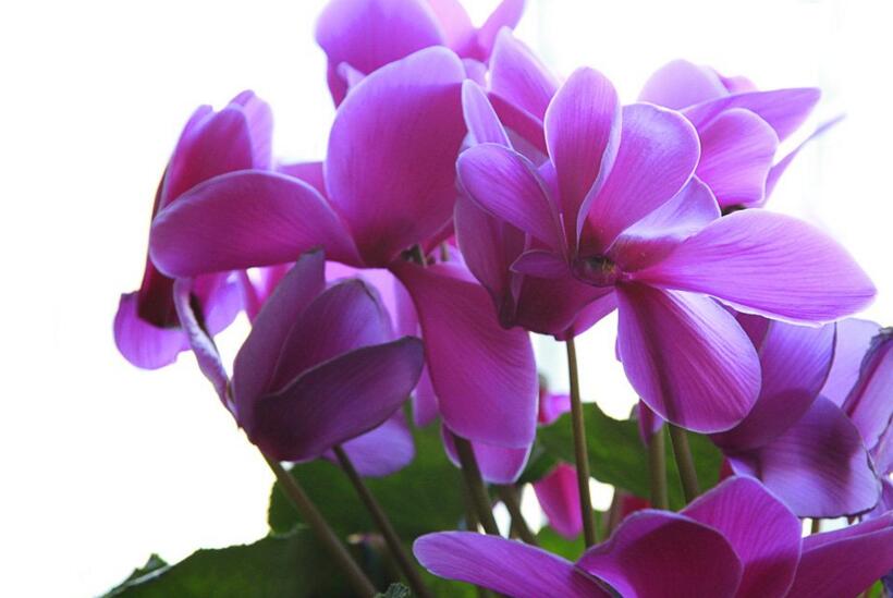 仙客來幾月份開花,集中在冬天這個季節開花