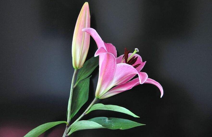 買來的百合花怎么養(yǎng),需要適合的土壤和澆水