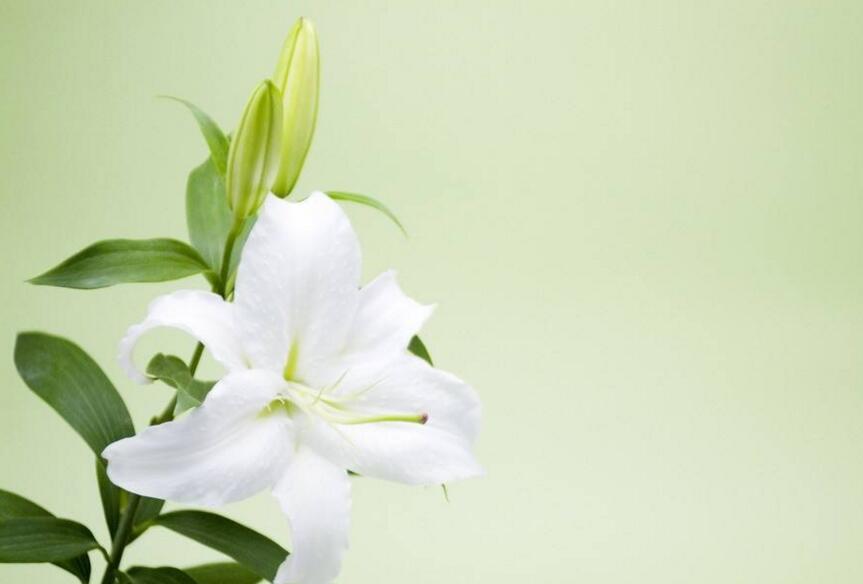 買來的百合花怎么養(yǎng),需要適合的土壤和澆水