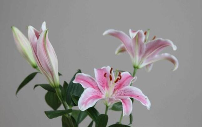 買來的百合花怎么養(yǎng),需要適合的土壤和澆水