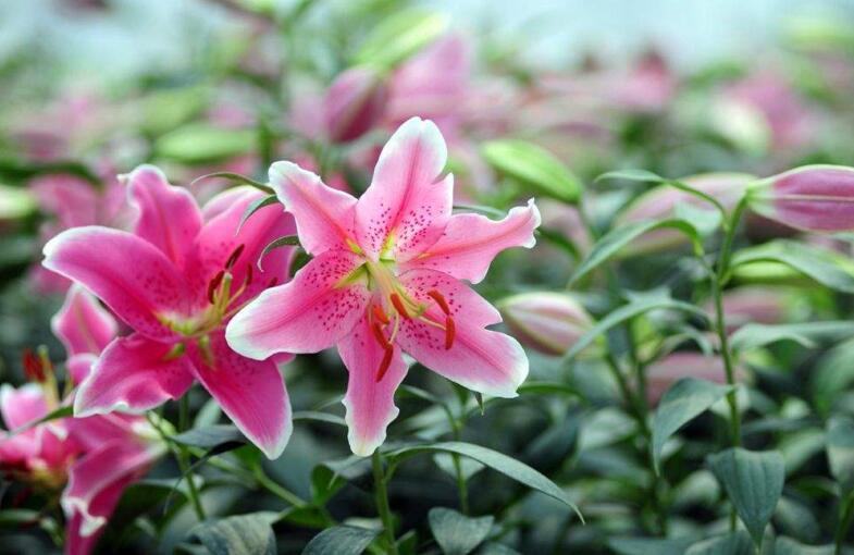 買來的百合花怎么養(yǎng),需要適合的土壤和澆水