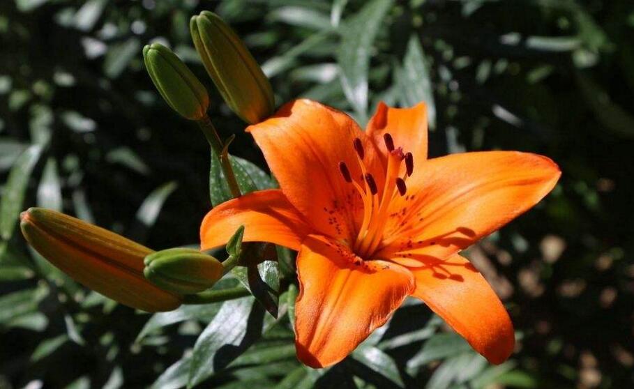 買來的百合花怎么養(yǎng),需要適合的土壤和澆水