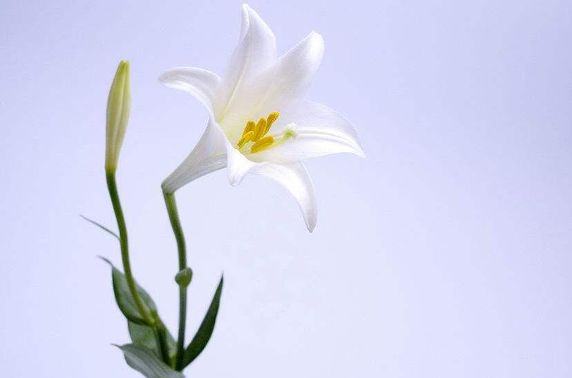 買來的百合花怎么養(yǎng),需要適合的土壤和澆水