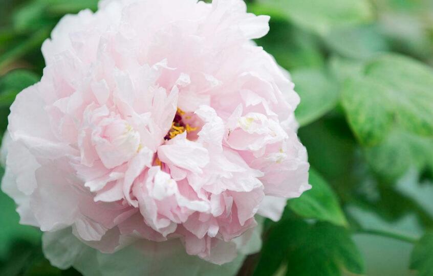 牡丹花的寓意和象征,代表著典雅高貴和富貴吉祥