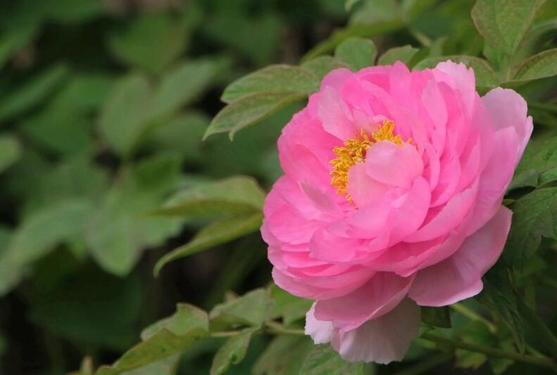 牡丹花的寓意和象征,代表著典雅高貴和富貴吉祥