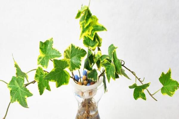 常春藤水澆多了怎么辦,脫盆晾土,重新栽種