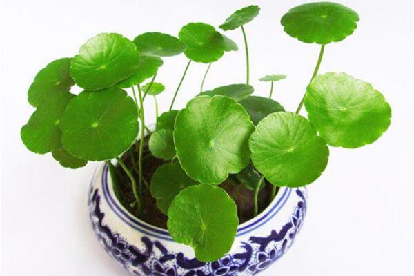 銅錢草可以放客廳嗎,可以/寓意家庭圓滿、招財(cái)進(jìn)寶