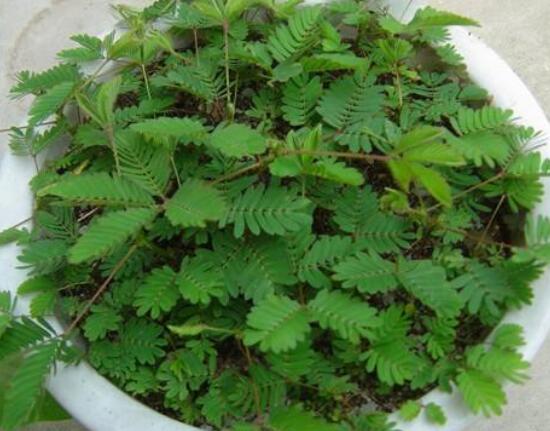 含羞草為什么會(huì)閉合,講述最科學(xué)的合理解釋(葉枕水分感應(yīng))