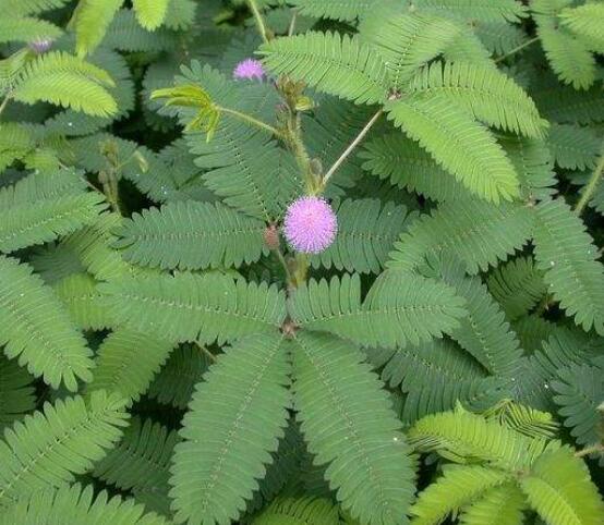 含羞草為什么會(huì)閉合,講述最科學(xué)的合理解釋(葉枕水分感應(yīng))