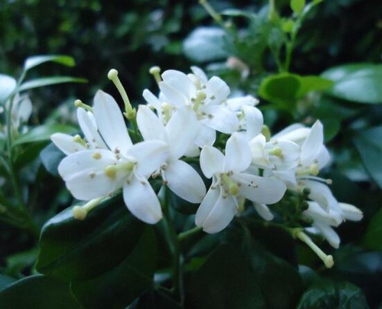 九里香的花語,代表著愛情的俘虜(美好與神圣)