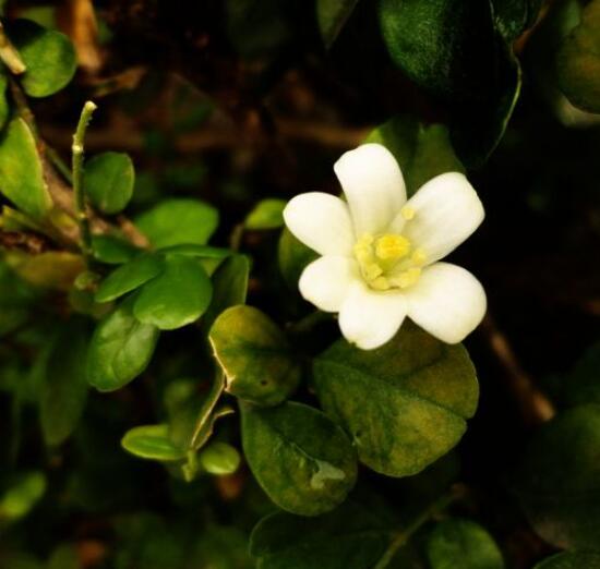 九里香的花語,代表著愛情的俘虜(美好與神圣)