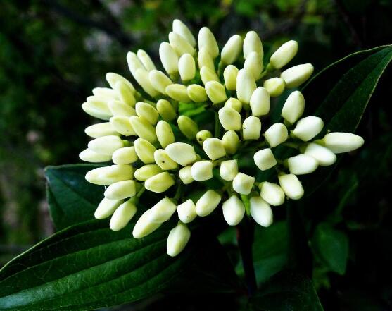 九里香的花語,代表著愛情的俘虜(美好與神圣)