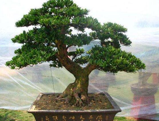 羅漢松盆景施肥,做好以有機液肥、稀薄的餅肥水為主