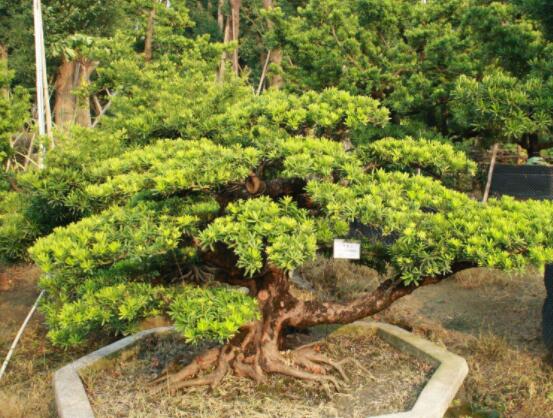 羅漢松盆景施肥,做好以有機液肥、稀薄的餅肥水為主