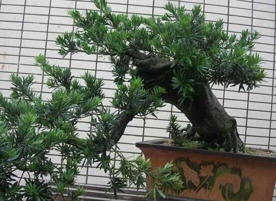 羅漢松盆景施肥,做好以有機液肥、稀薄的餅肥水為主