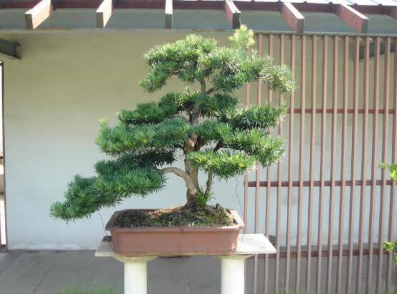 羅漢松盆景施肥,做好以有機液肥、稀薄的餅肥水為主