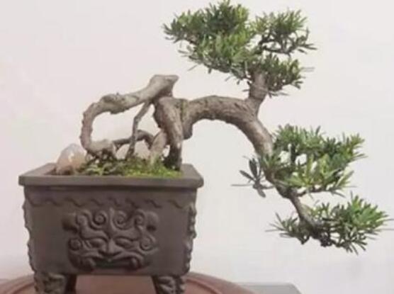 羅漢松盆景施肥,做好以有機液肥、稀薄的餅肥水為主