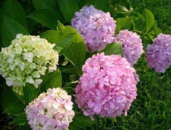 繡球花扦插方法圖解,老農教你三點基本步驟