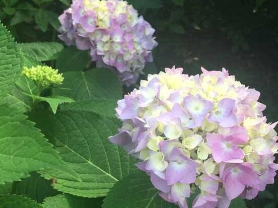 繡球花扦插方法圖解,老農教你三點基本步驟