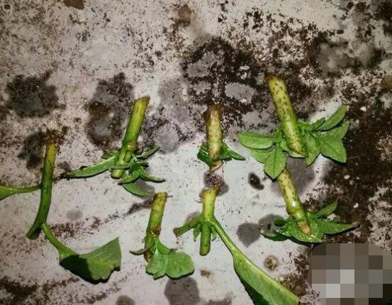 繡球花扦插方法圖解,老農教你三點基本步驟