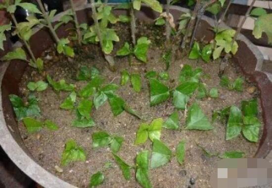 繡球花扦插方法圖解,老農教你三點基本步驟