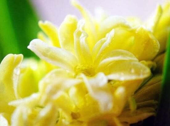 風(fēng)信子象征著什么意思,重生的愛/不同花色不同象征意義