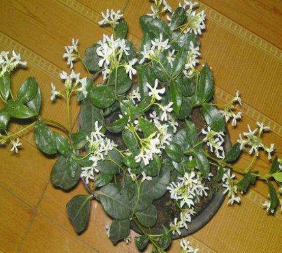 茉莉花的常見品種,欣賞最好看的六大品種