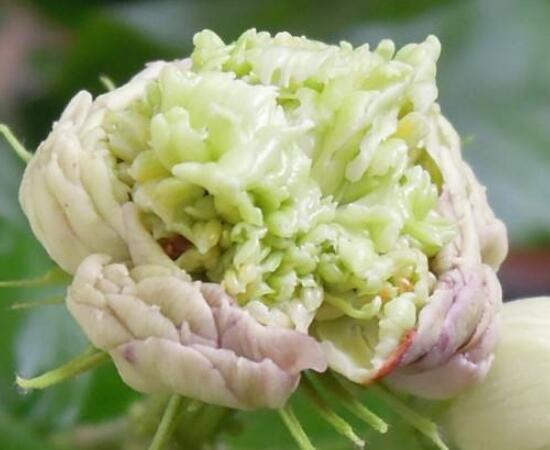 茉莉花的常見品種,欣賞最好看的六大品種