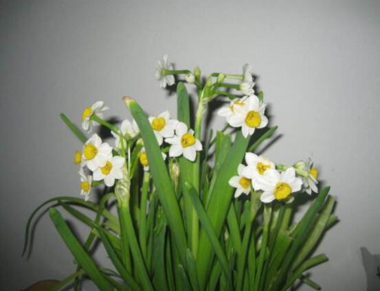 關(guān)于水仙花的知識(shí),老農(nóng)解析五個(gè)最全面的概述