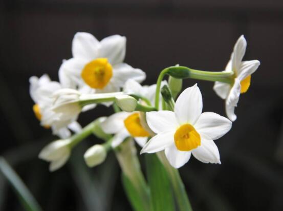 關(guān)于水仙花的知識(shí),老農(nóng)解析五個(gè)最全面的概述