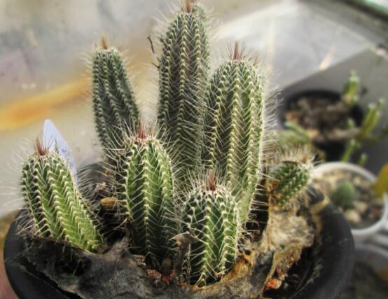 仙人掌幾年開花一次,短則3-5年開花/長則十幾年