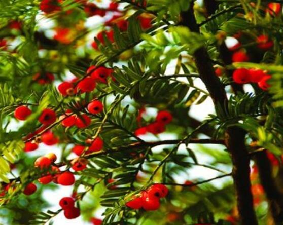 東北紅豆杉與南方紅豆杉有什么區別,介紹最簡單的三種區別方法