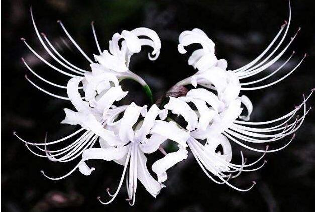 彼岸花花語,在生與死的彼岸盛開