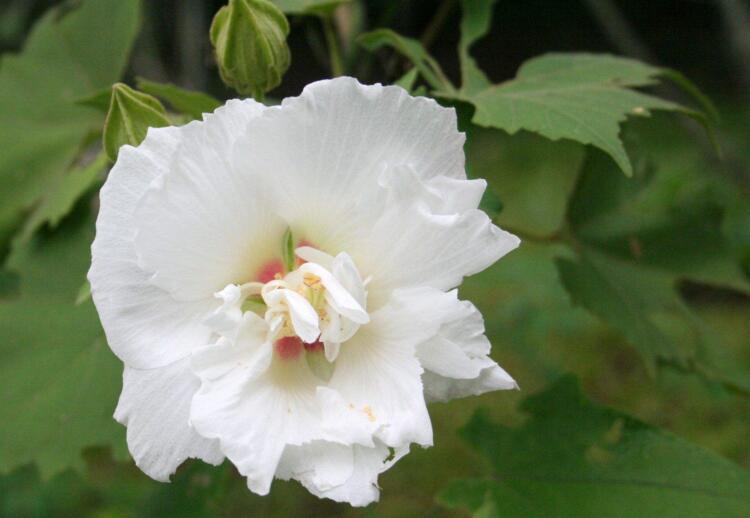 木芙蓉花的花語和傳說,寓意著平凡中的高潔