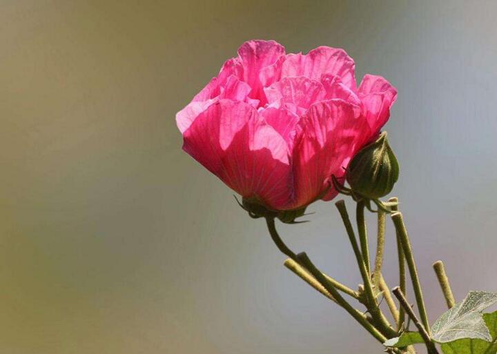 木芙蓉花的花語和傳說,寓意著平凡中的高潔