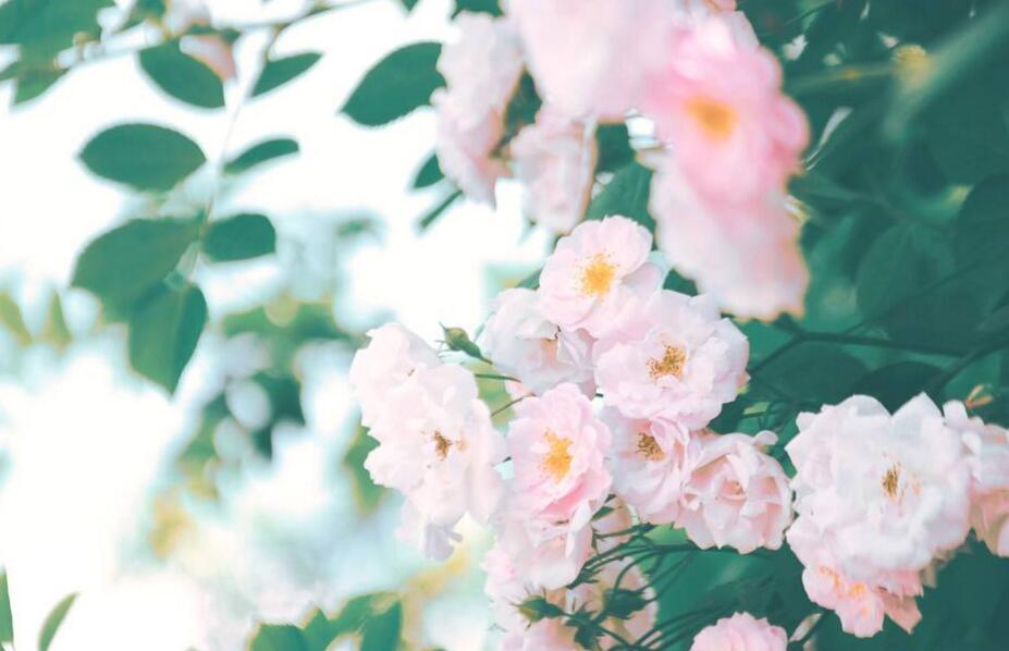 薔薇花焉了怎么辦,合理的澆水和光照很重要