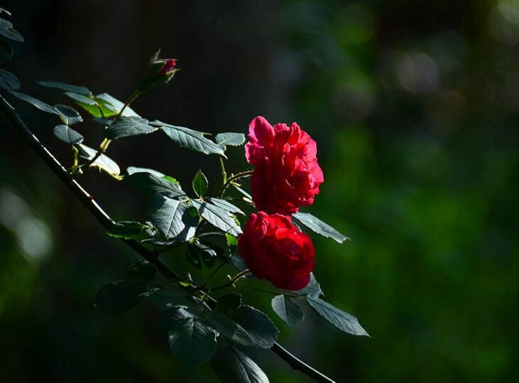 薔薇花焉了怎么辦,合理的澆水和光照很重要