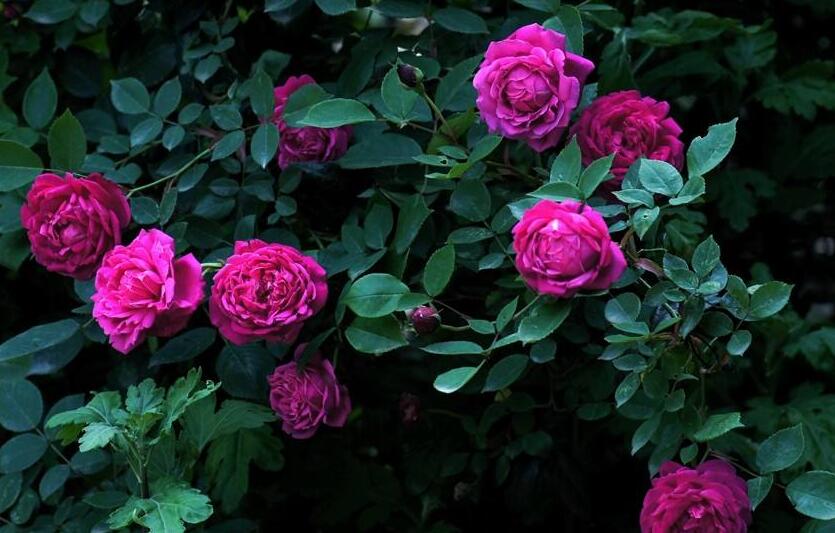 薔薇花焉了怎么辦,合理的澆水和光照很重要