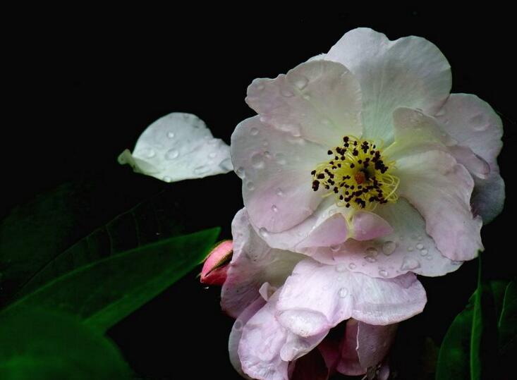 薔薇花焉了怎么辦,合理的澆水和光照很重要