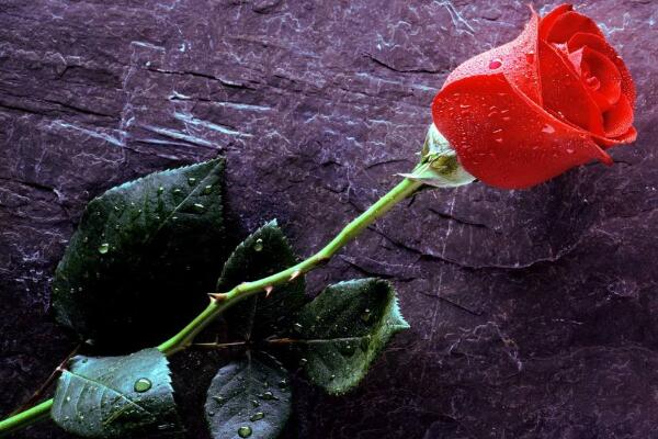 月季花和玫瑰花的區(qū)別,細(xì)數(shù)五個(gè)不同之處