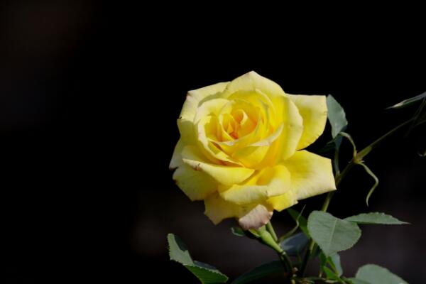 月季花和玫瑰花的區(qū)別,細(xì)數(shù)五個(gè)不同之處