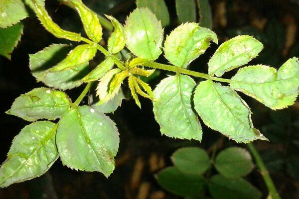 月季花和玫瑰花的區(qū)別,細(xì)數(shù)五個(gè)不同之處